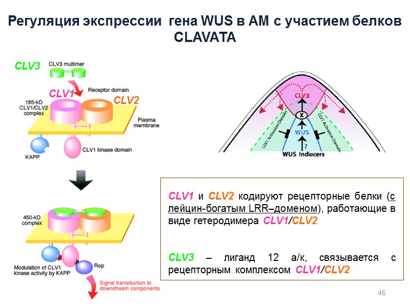 46 CLV1 и CLV2 кодируют рецепторные белки (c лейцин-богатым LRR–доменом), работающие в виде гетеродимера